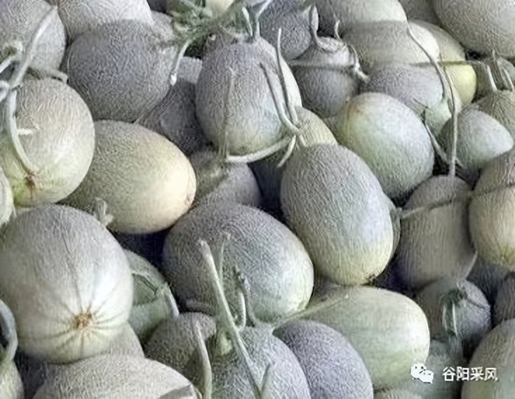 固镇美味香喷喷的小香瓜,话说固镇之722）