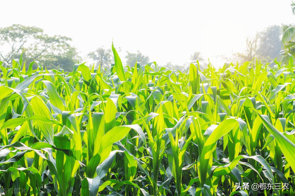 玉米播种重了怎么解决,玉米的播种密度该怎么播种比较好