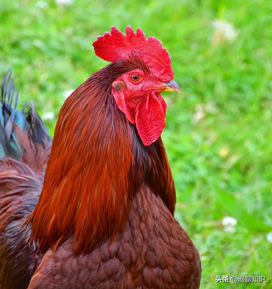 鸡沙门菌能引起鸡白痢吗,鸡白痢沙门氏菌病的研究进展