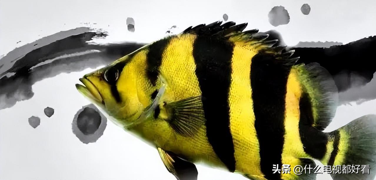 虎鱼从小饲养的正确方法,饲养虎鱼有哪些注意事项