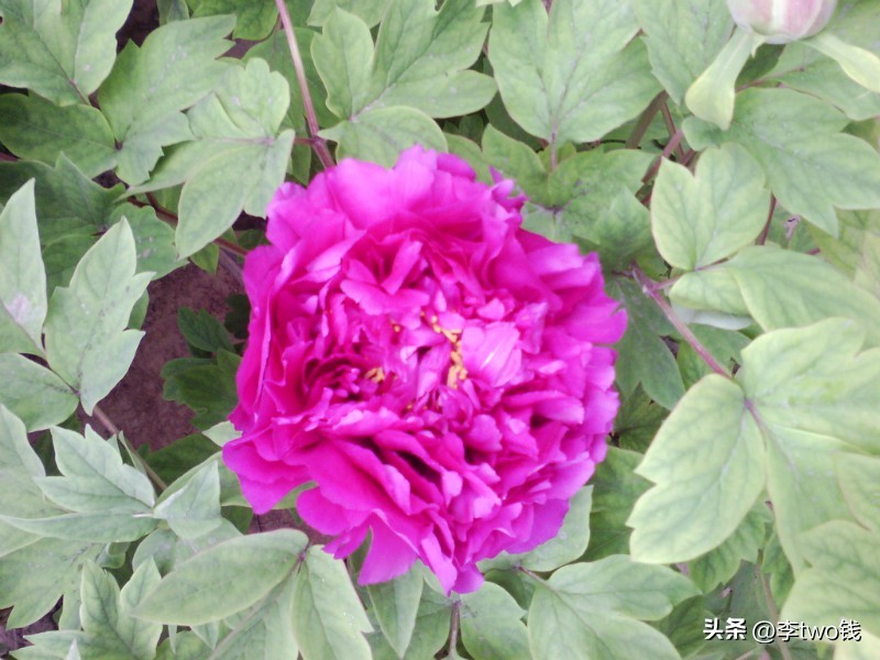 1986最流行的歌曲,1980年经典最火的流行歌曲