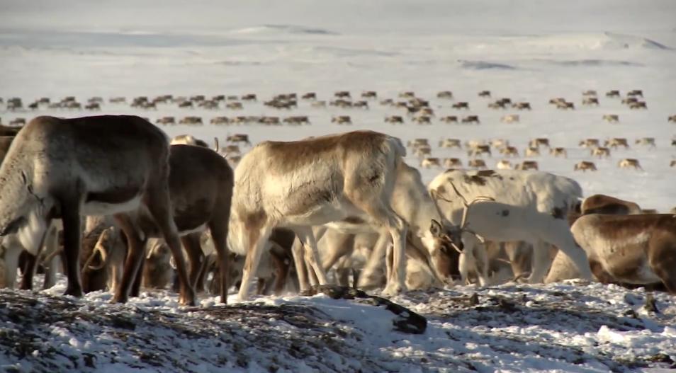 俄罗斯牧民有多少钱,俄罗斯鄂温克人饲养驯鹿