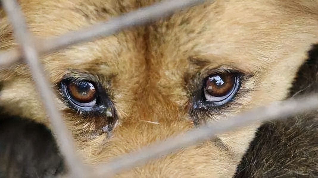 比熊狗狗流眼泪怎么回事,狗狗伤心会流眼泪吗