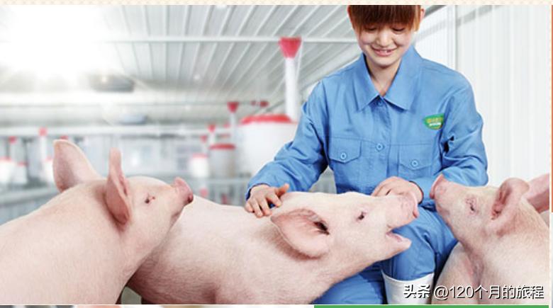 中粮家佳康报告,中粮家佳康大股东定增价