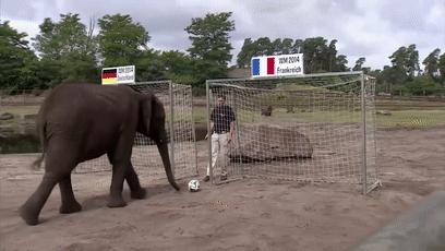 大熊猫成功“预测”日本战胜德国,大熊猫预测四场球赛