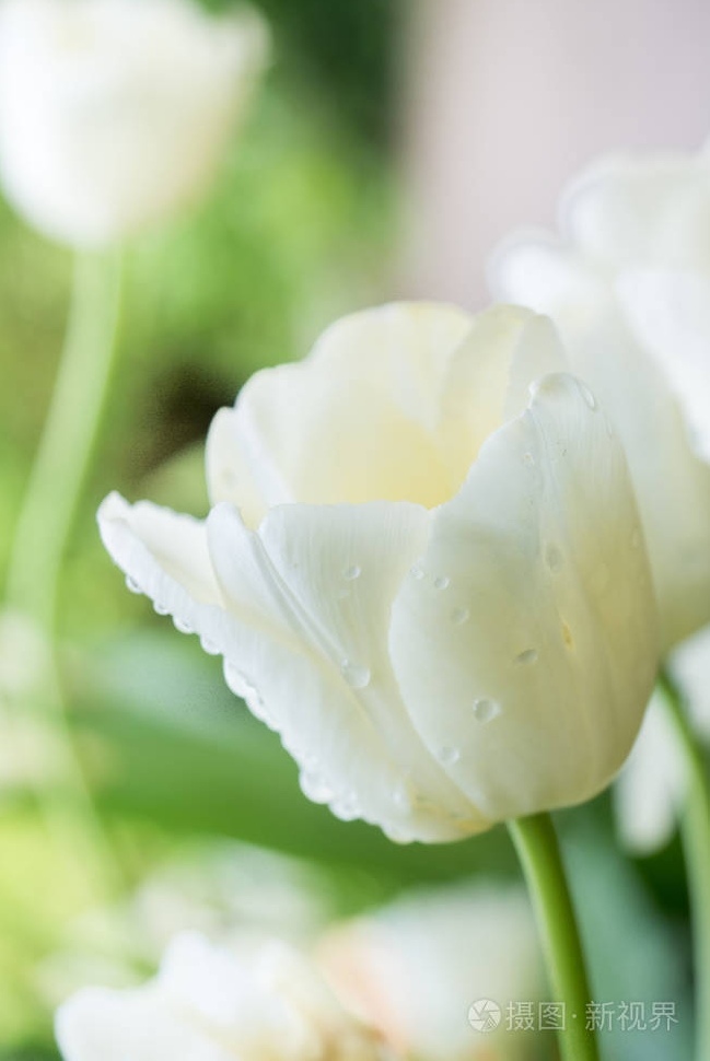 人生要想活得优雅美丽句子,不要忘记自己的优雅和美丽