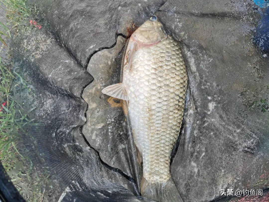 鱼线是智商税吗,野钓哪款鱼线好用不贵