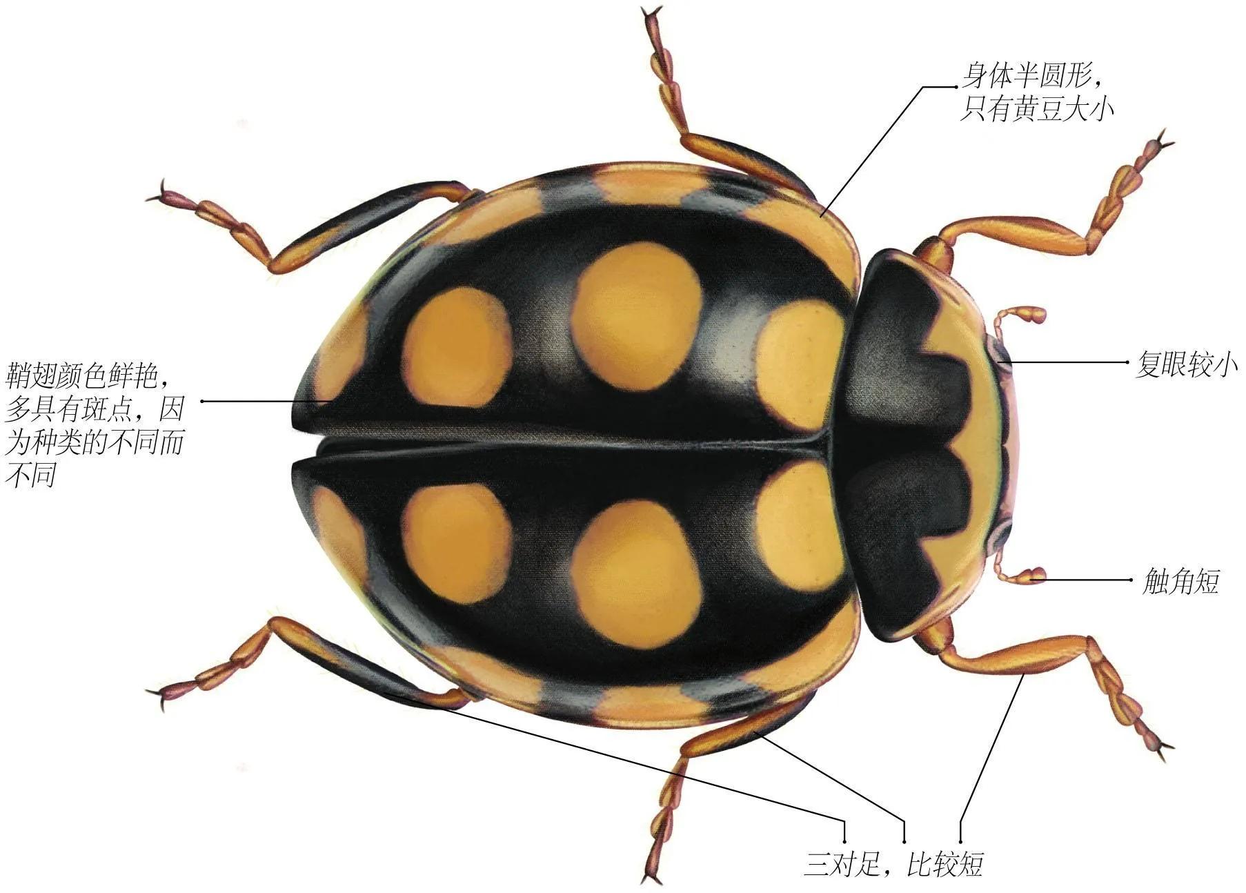 世界上有哪些有光泽的甲虫,世界上最奇葩的小甲虫