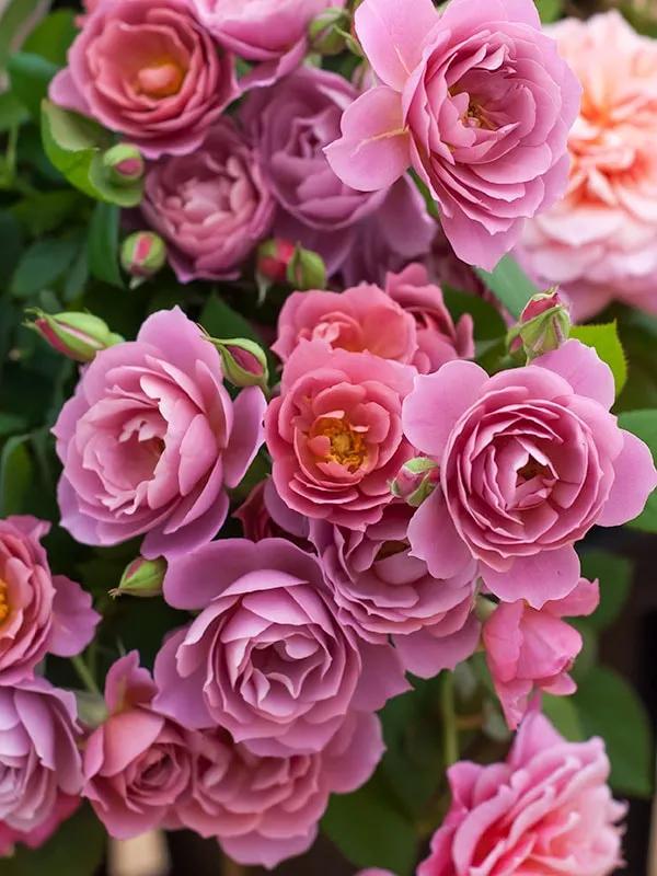 日本葵月季耐阴吗,葵是日月系列月季吗