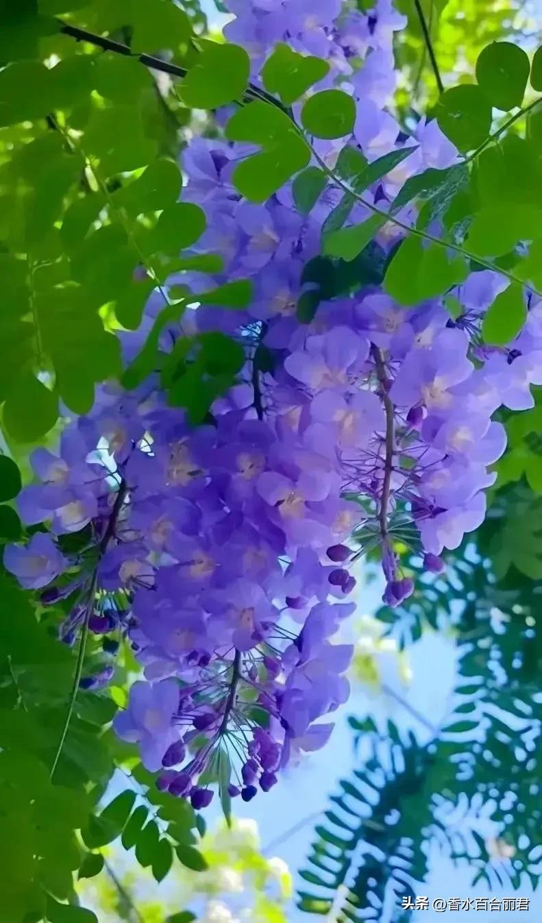 淡紫色的花是什么树,淡紫色的槐花