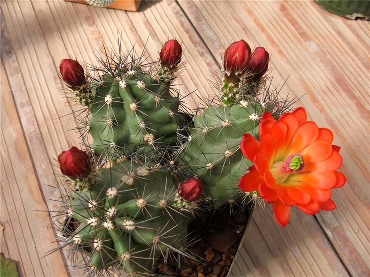 美丽/奇异花草欣赏系列——各种仙人球之“虾”