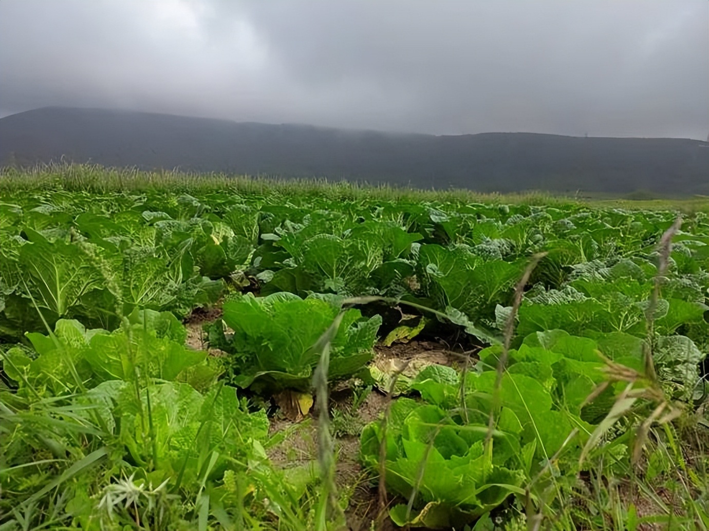 灏忓ぉ灞遍夯鐢板箔鏅尯鍦ㄥ摢,楹荤敯宀皬澶╁北鐢ㄩ绾﹀悧