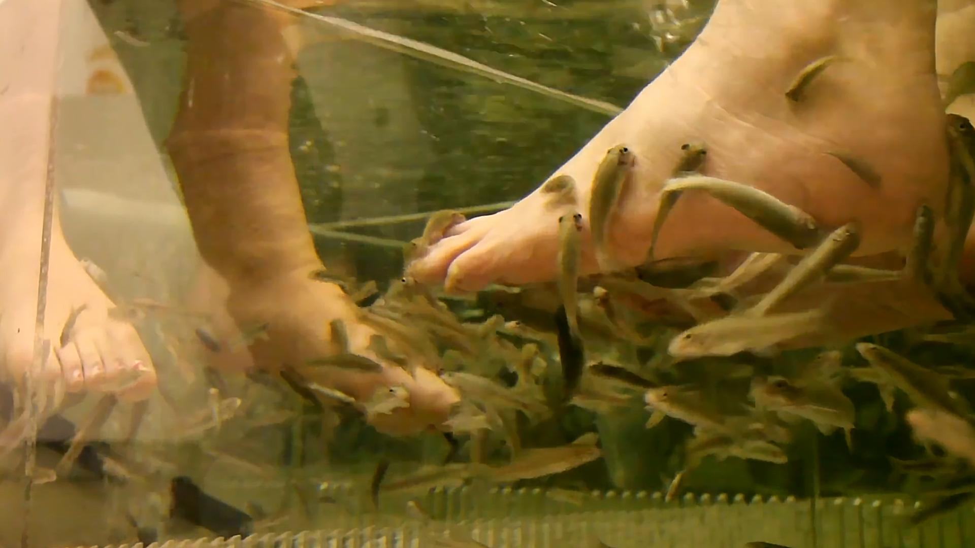 足疗店的小鱼最后去了哪儿,足疗店的小鱼能吃吗