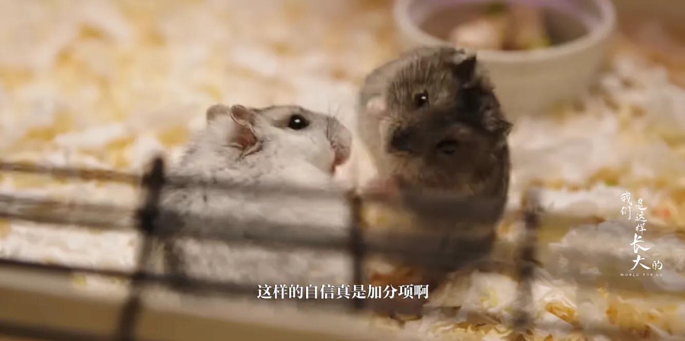 初来乍到请多安慰,初来乍到请多关照音频