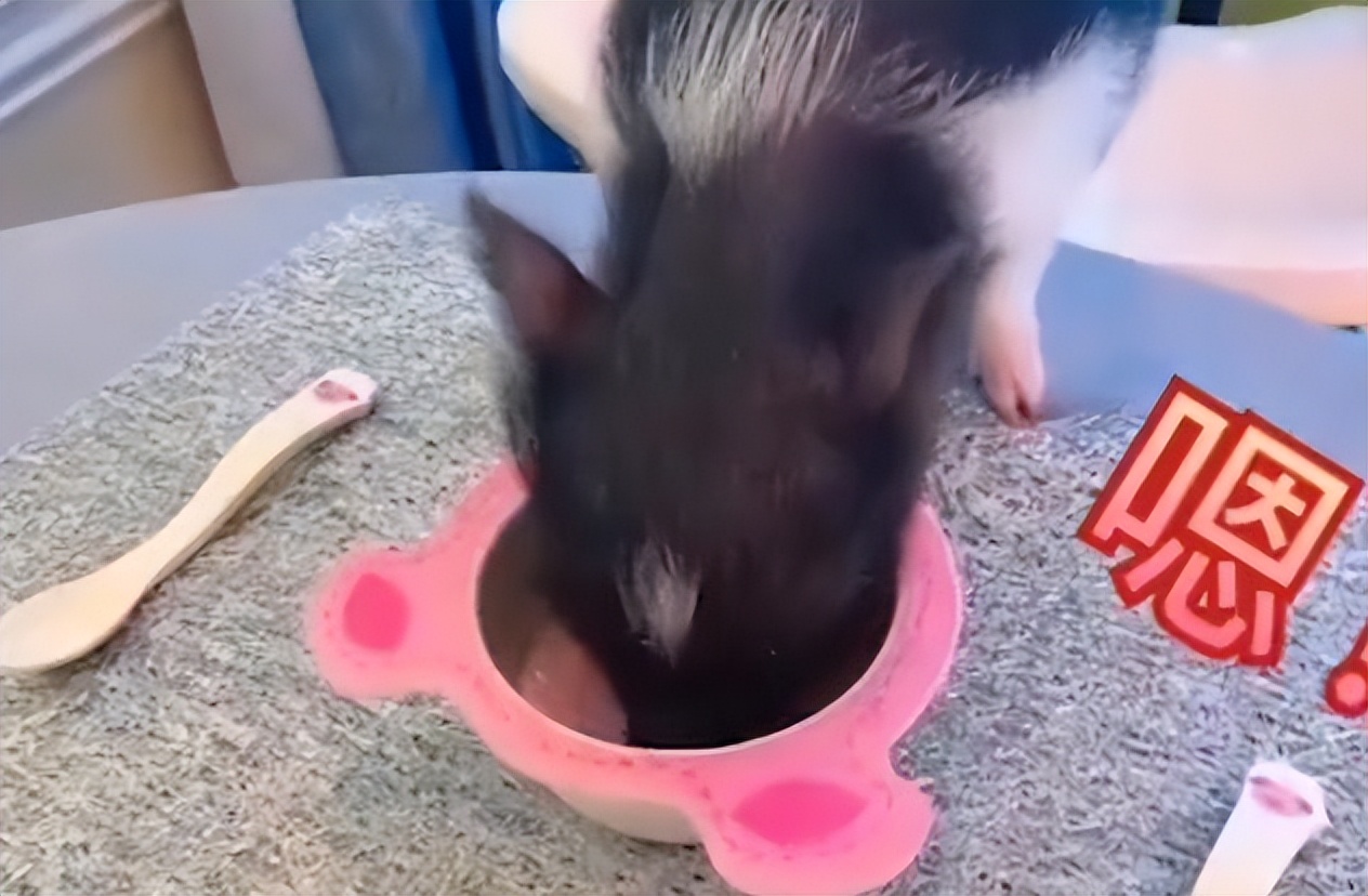 抖音90后网红富婆、日常养豹、出行包专机、到底是一种什么体验？