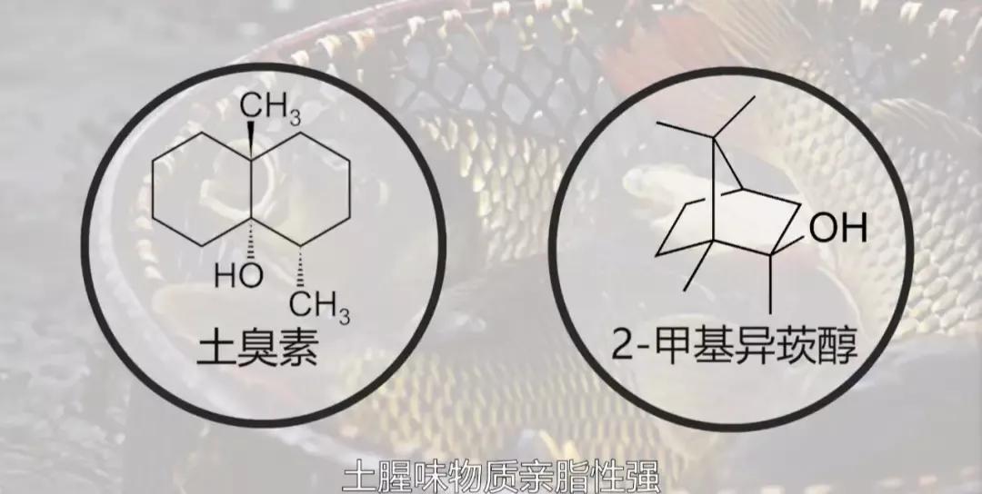 带香味的鱼,柴油味的鱼有什么危害