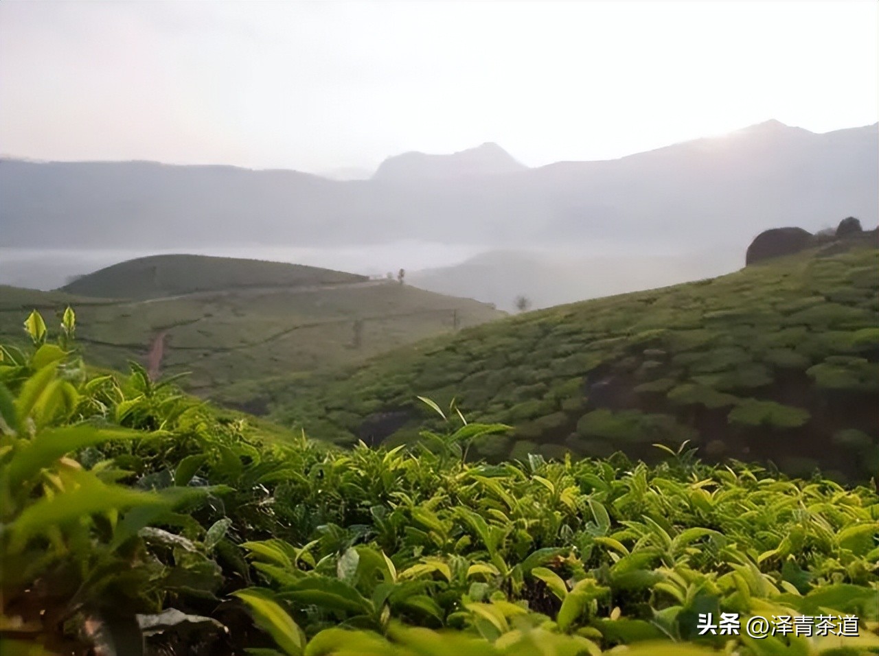 世界十大茶日,国际茶日英文版