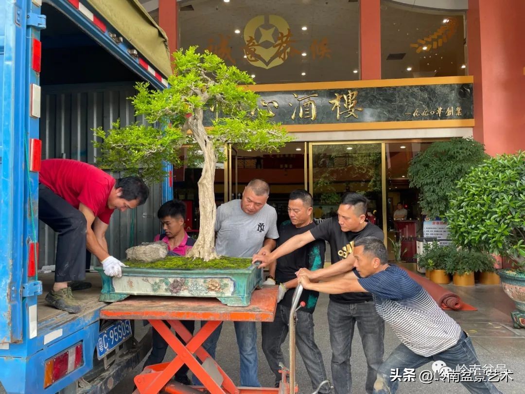 “不忘初心，开拓进取”——中山盆景协会第八届会员活动圆满成功