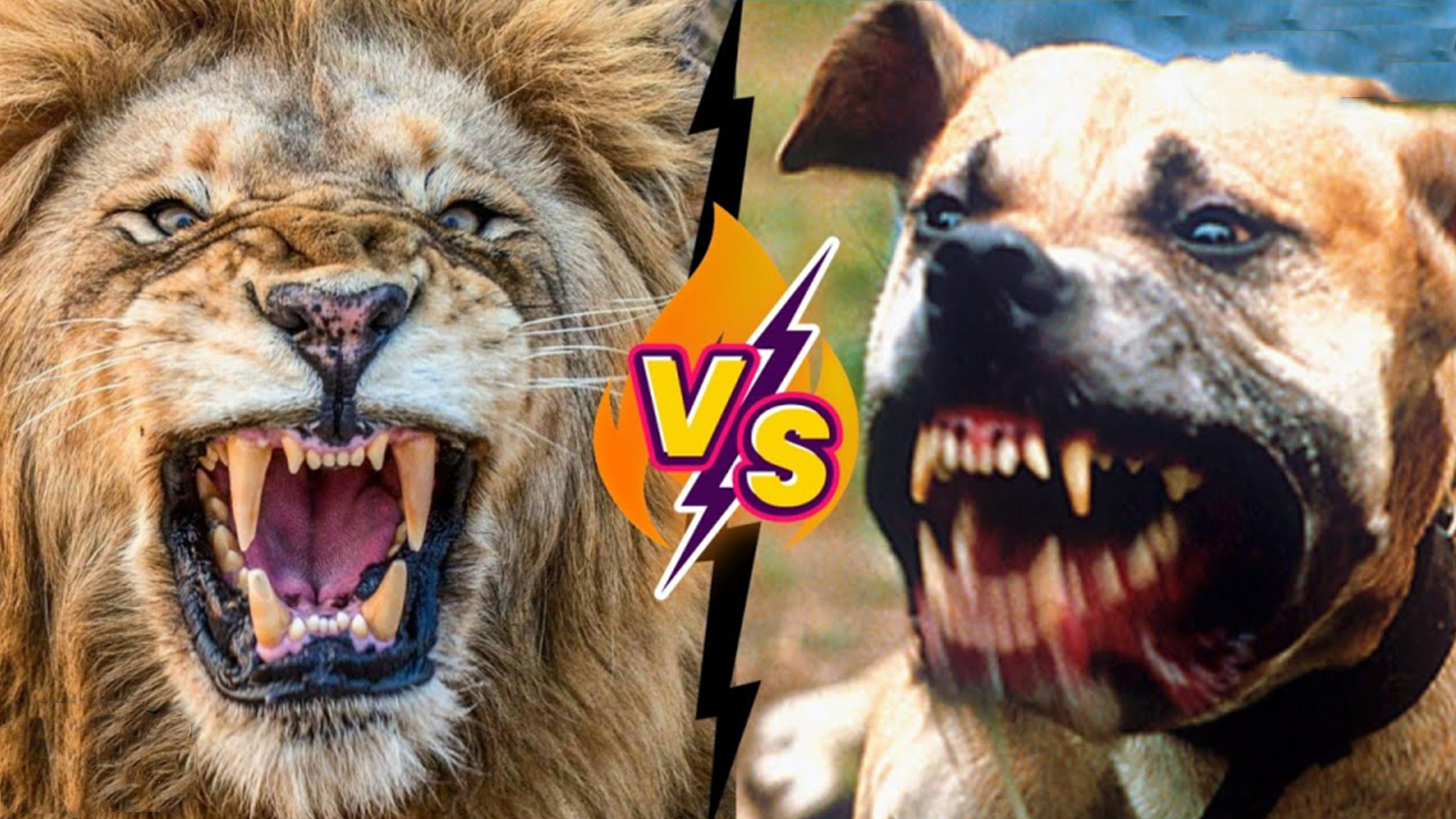 比特犬vs狮子，当犬科一哥遇到猫科老大，谁会笑到最后呢？