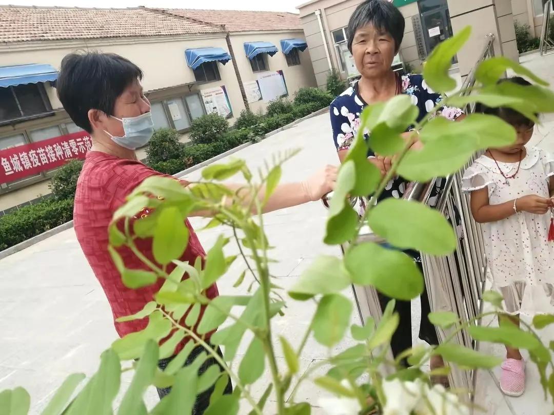 忆老家那棵洋槐树洋槐花盛开阵阵扑鼻香