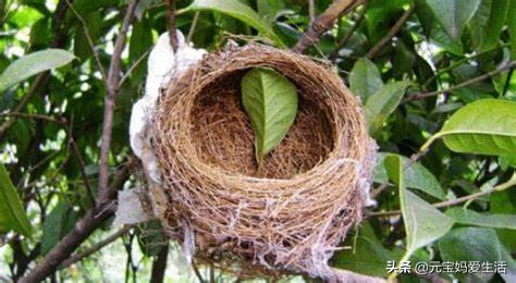 鸟窝下雨不会淋雨吗,鸟窝不能遮风挡雨为啥鸟还要搭