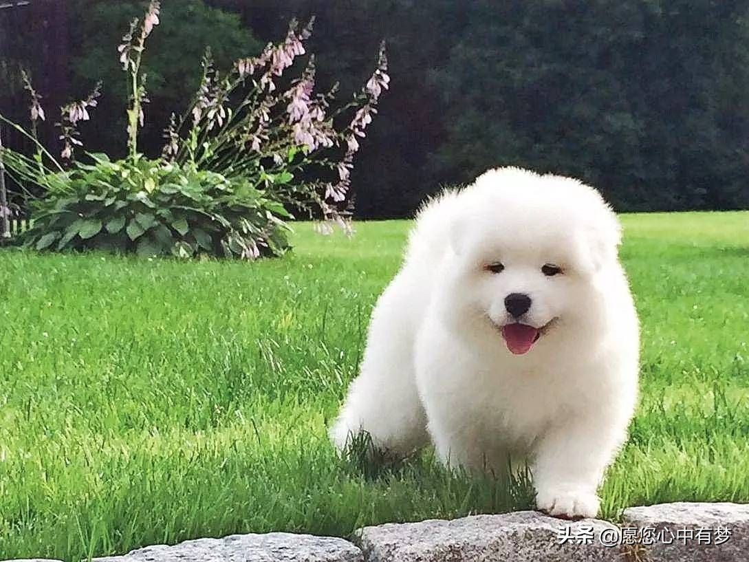 怎么训练幼犬萨摩耶大小便,萨摩耶犬怎么训练大小便的动作