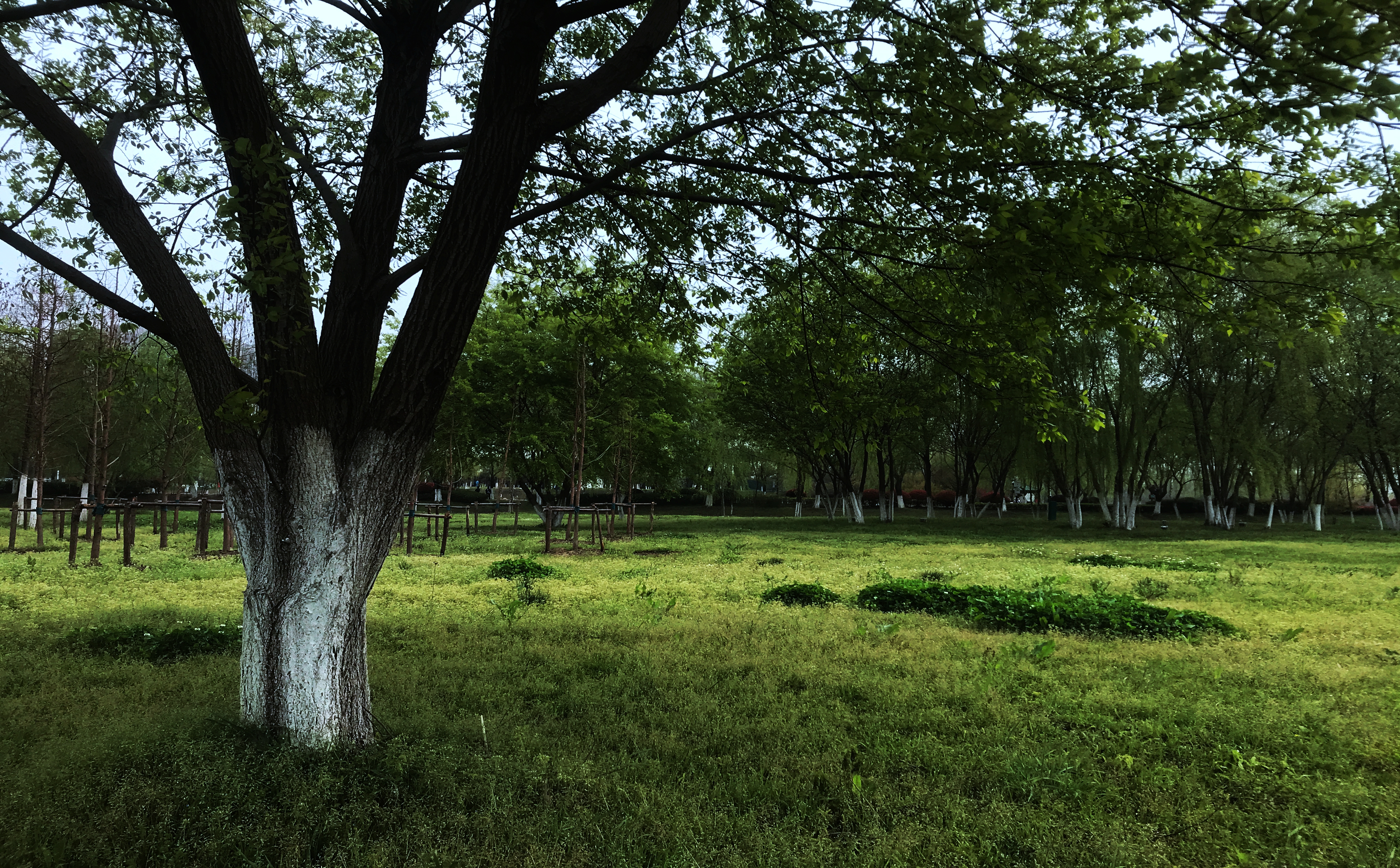 合肥塘西河公园怎么样,合肥塘西河公园的桥