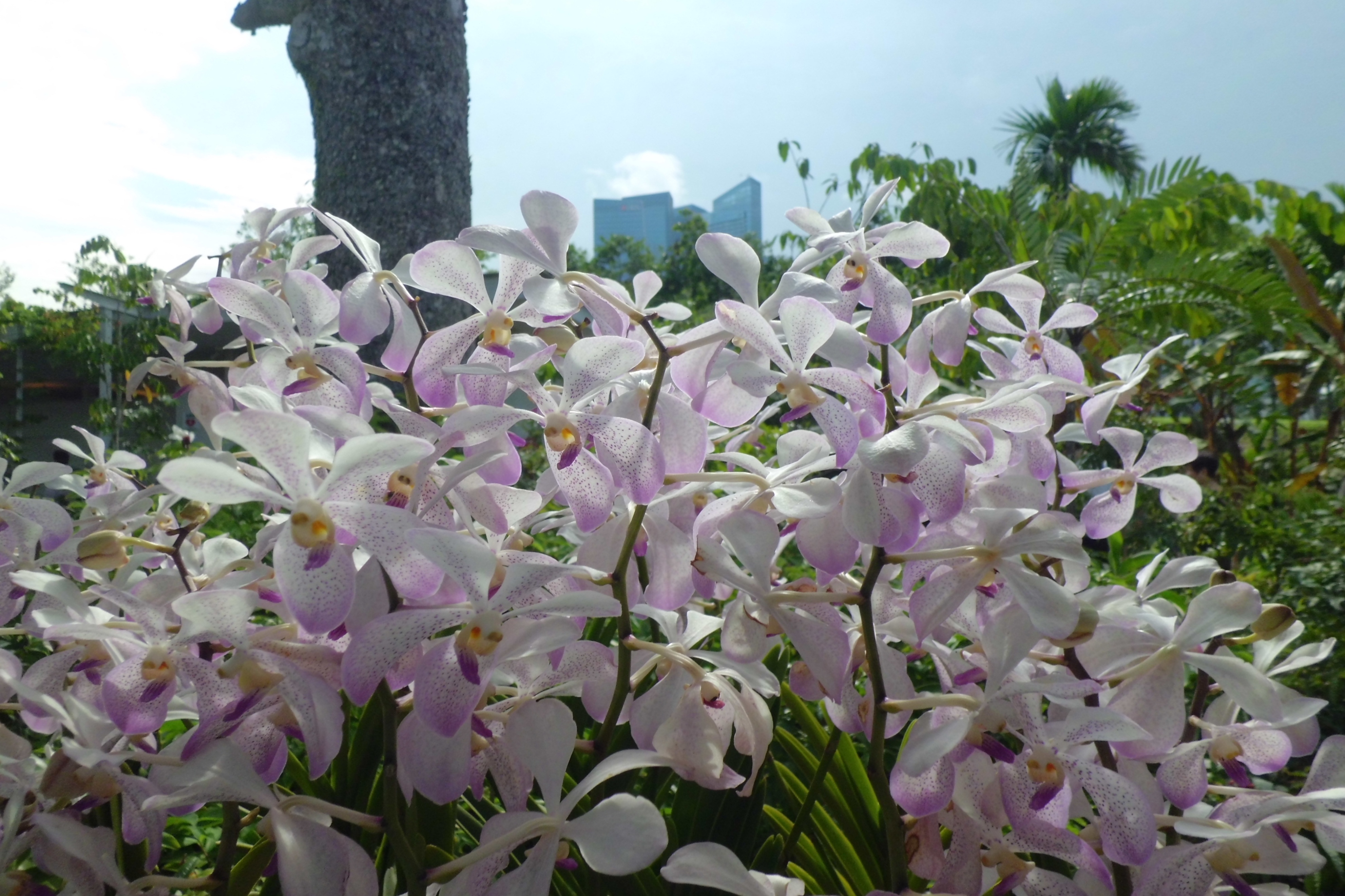 新加坡滨海湾金沙花园景观房,新加坡金沙空中花园高清图