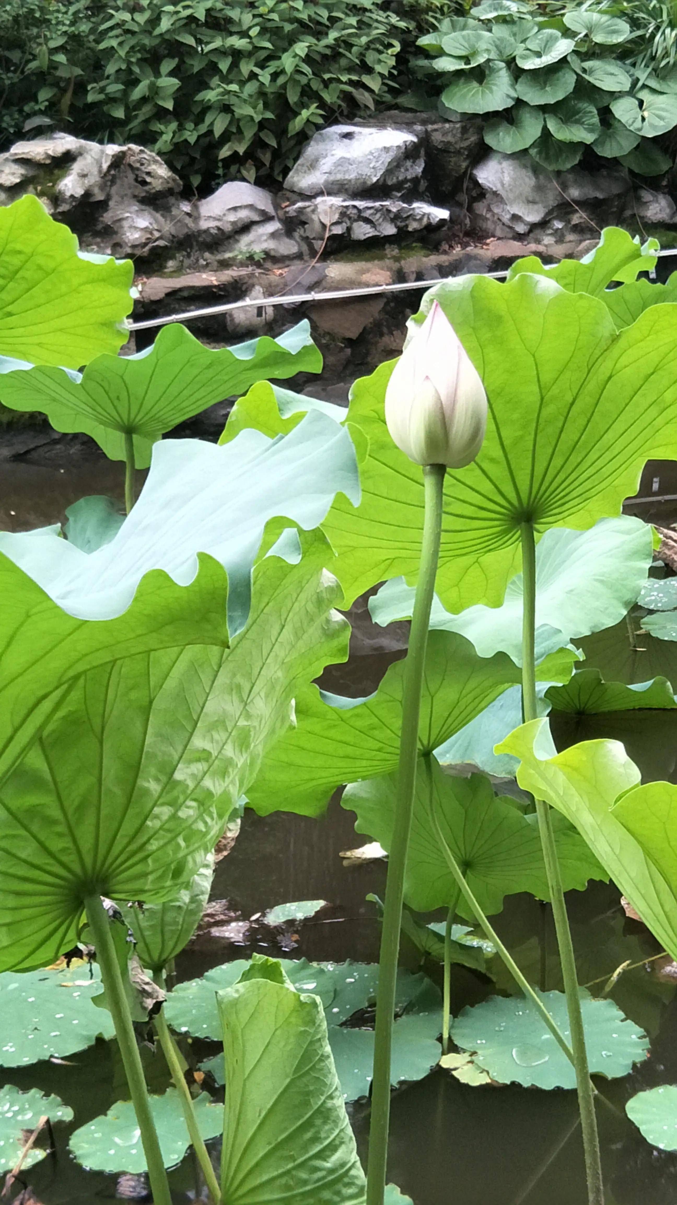 夏日花花大合集,夏日花花油画
