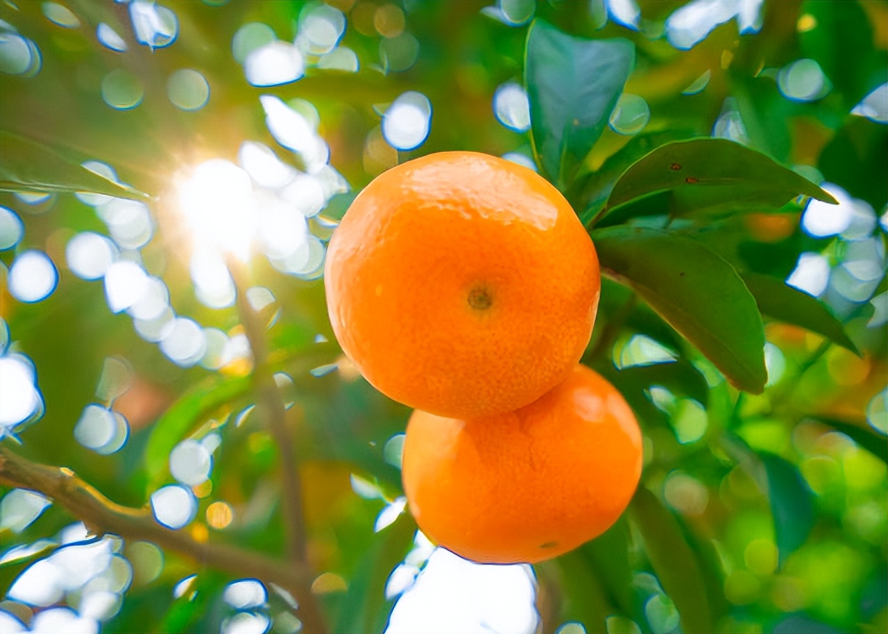 广东柑橘销售渠道,柑橘销售省份市场