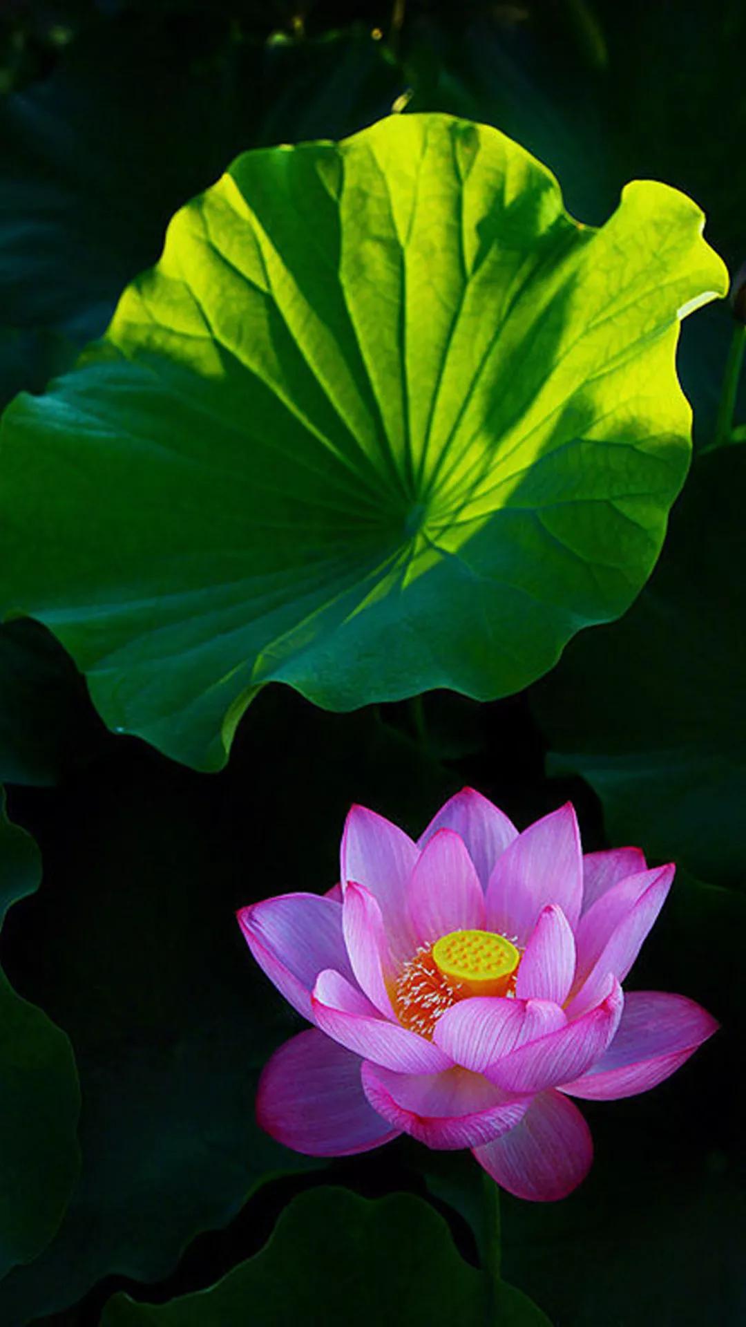 鱼荷花图片唯美高清大图,手机壁纸荷花高清唯美图片