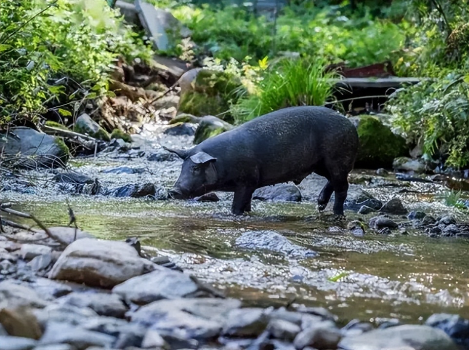 小伙子养猪年收入2000万,农村人靠养猪发家致富