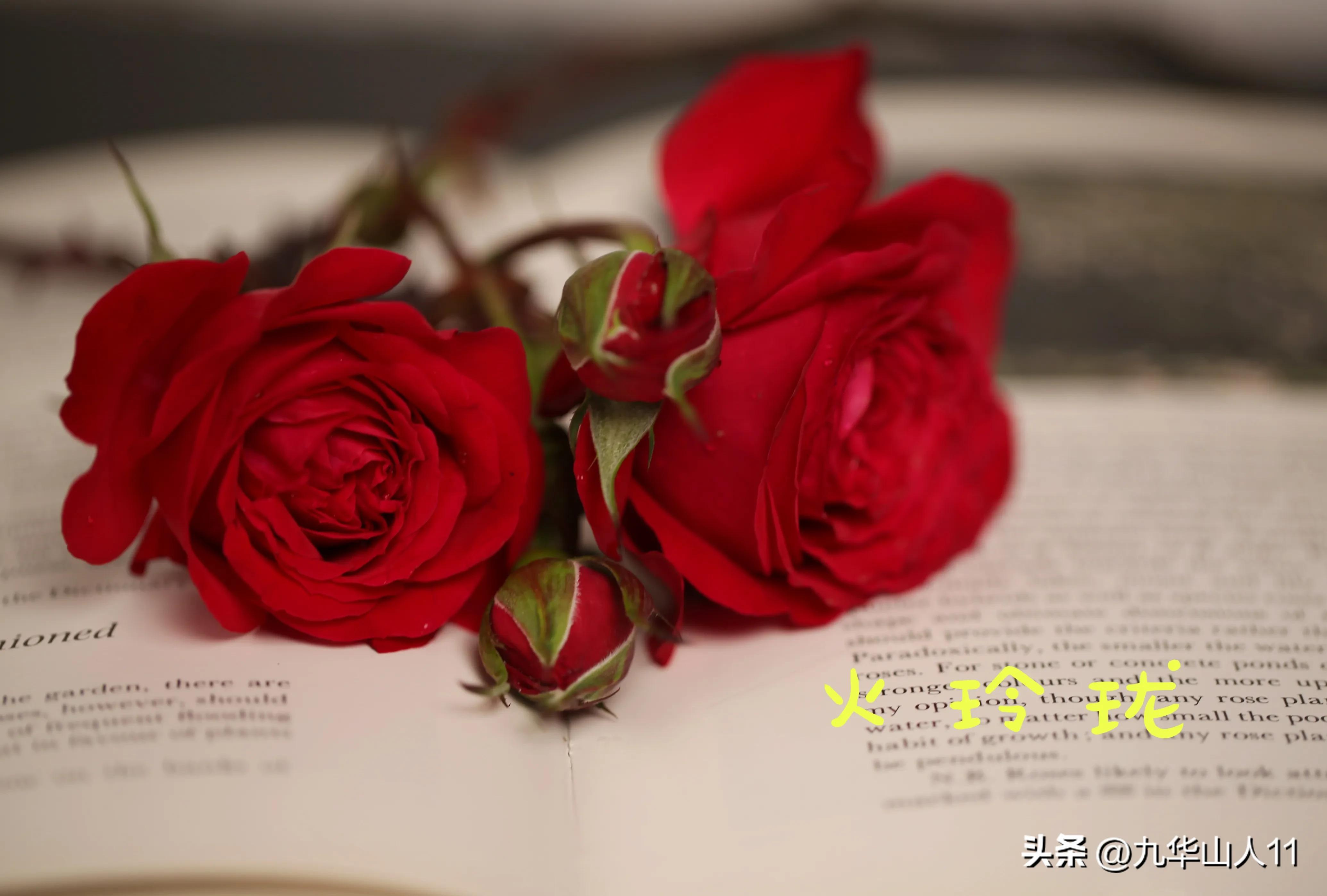 天狼月季新品预售,天狼月季官方旗舰店烛光月季