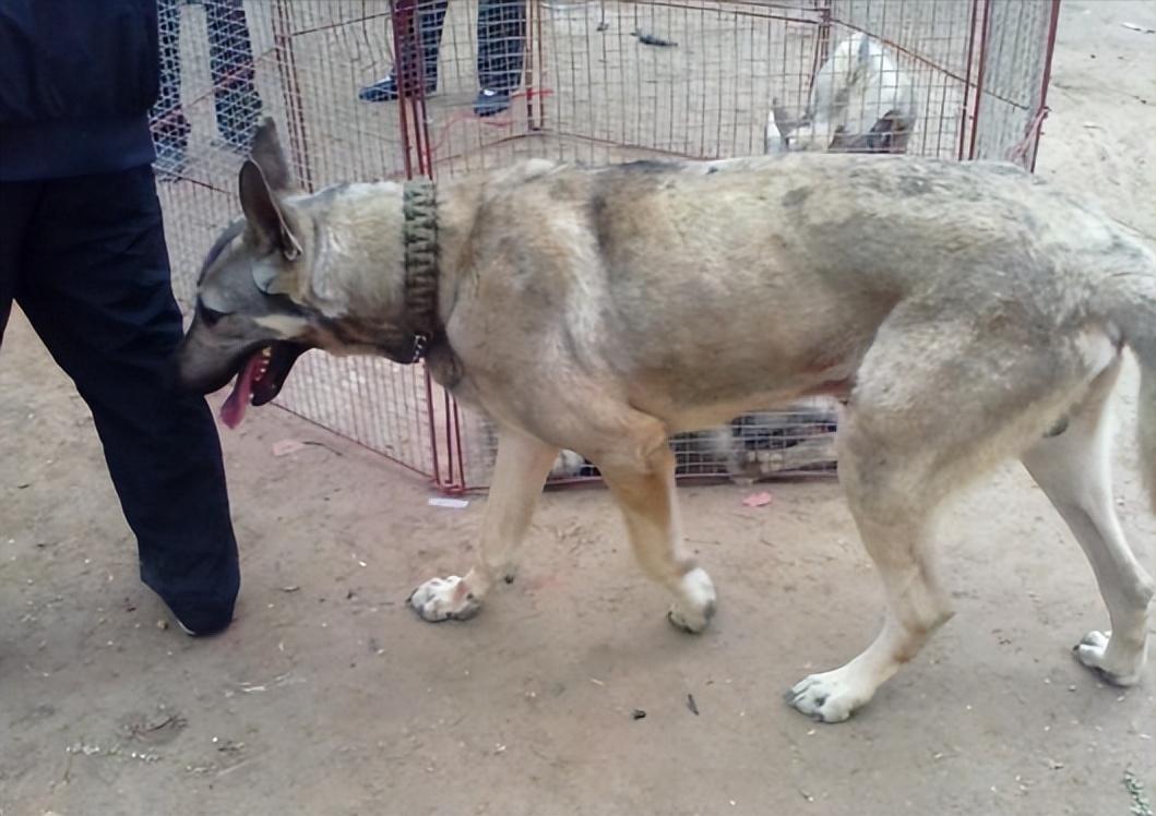 1939年日本狼狗部队,董翰良训练中国狼狗