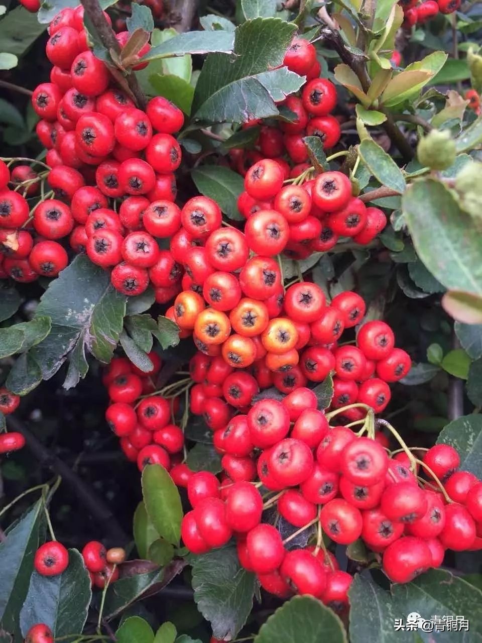 红楼梦第十八回笔记,红楼梦第十八回分享