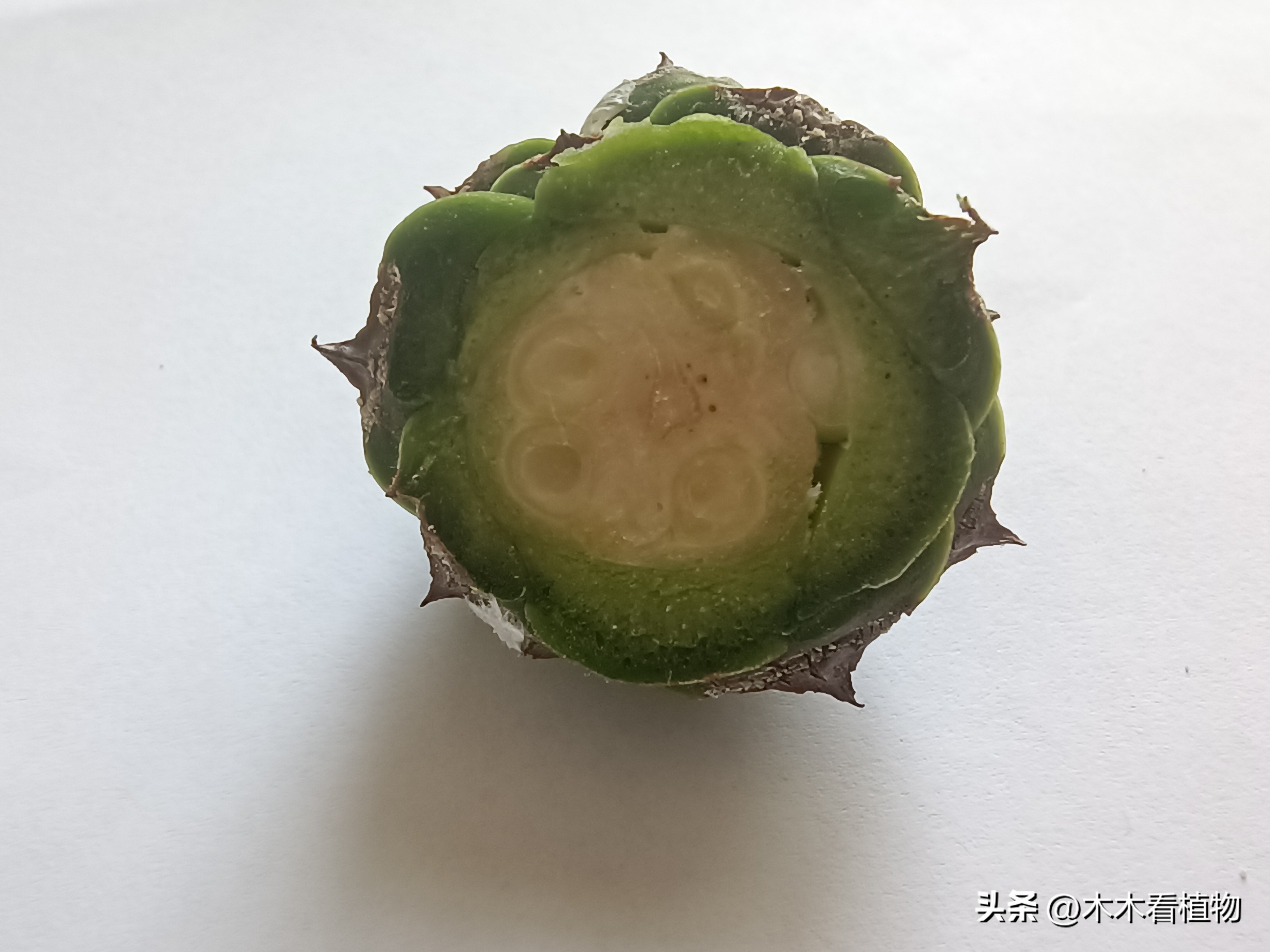 一颗迷人的松果,美丽松果