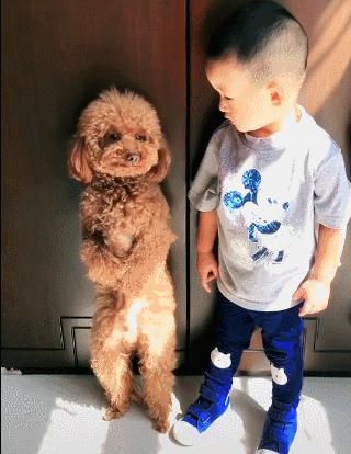 铲屎官有多宠宠物,铲屎官宠爱狗狗