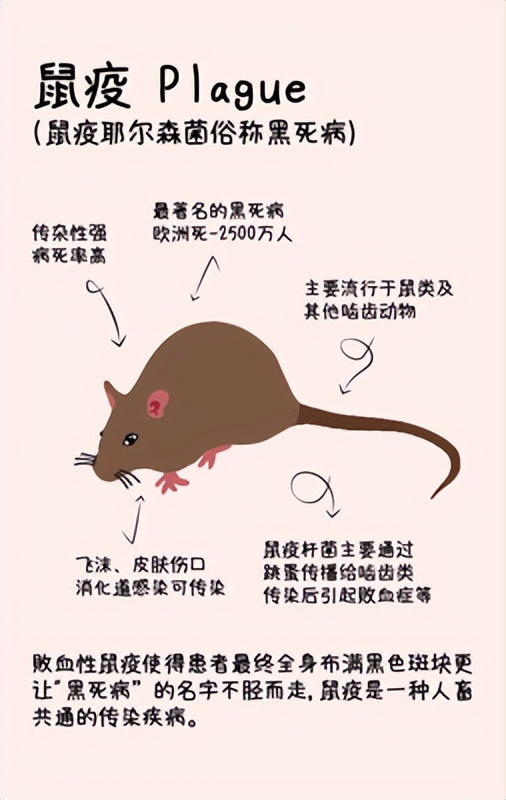 1945哈尔滨鼠疫,抗击东北鼠疫