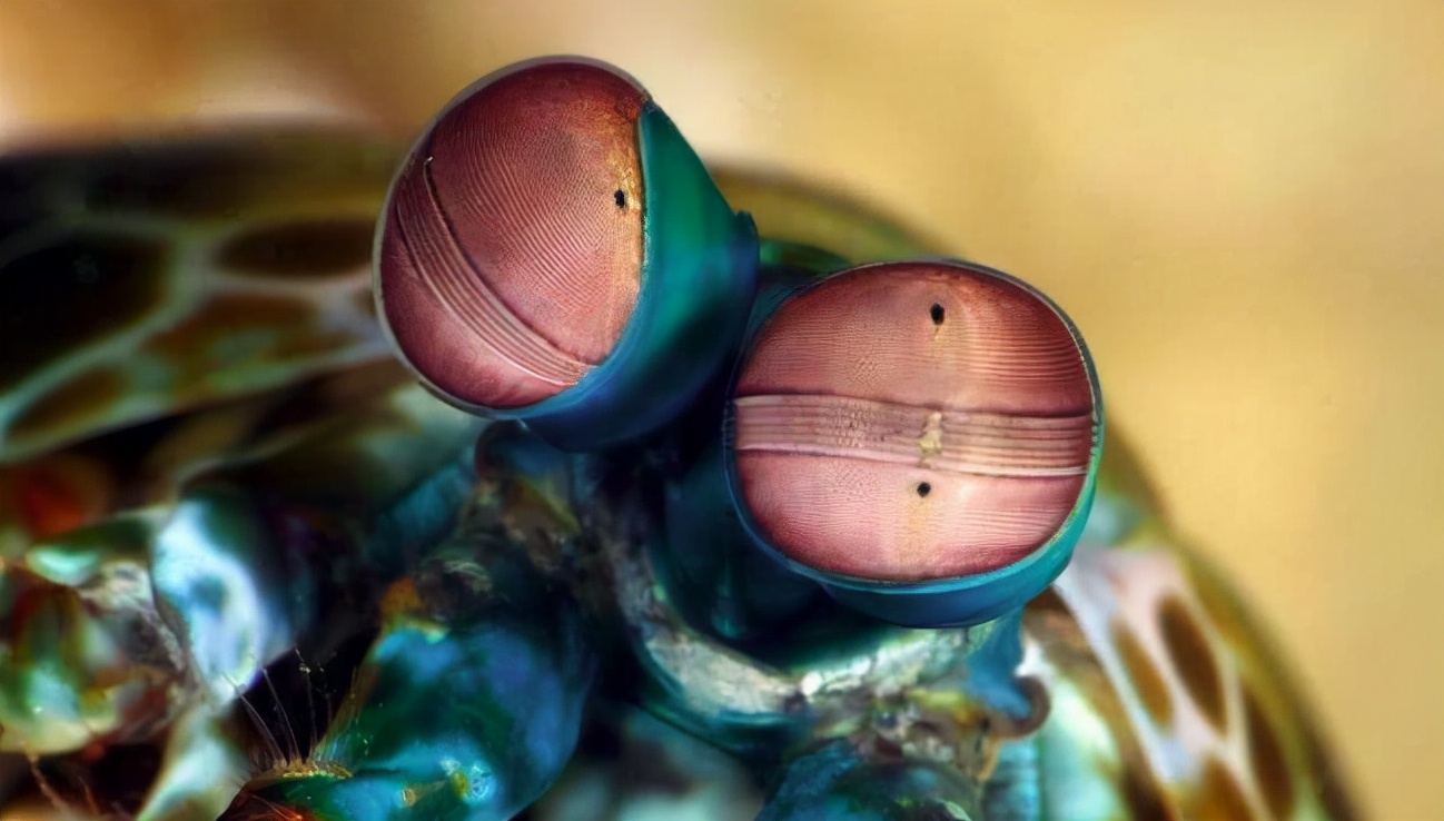 皮皮虾是史前巨兽吗,皮皮虾是外星人吗