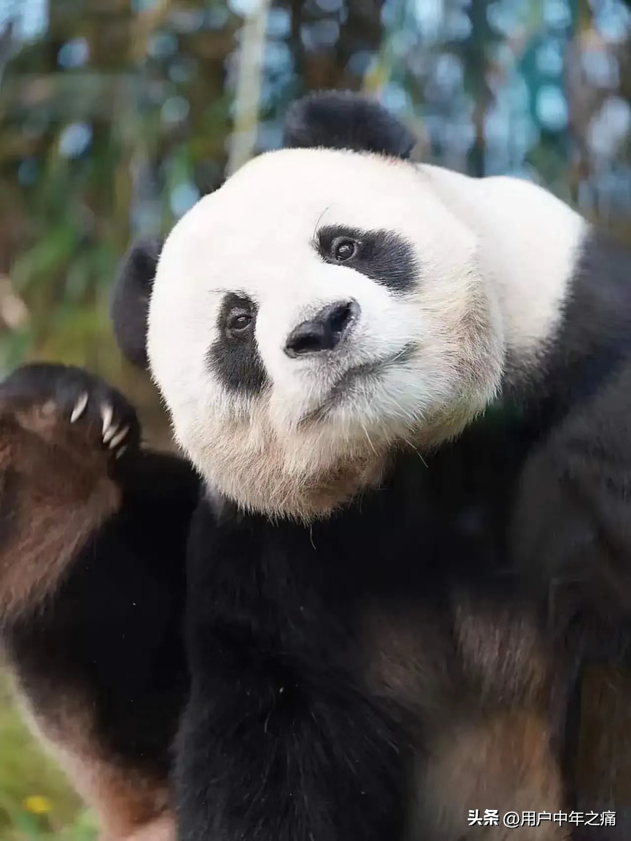 乐宝很个乐天派，实力超强，相当厉害！主打就是一个man到爆！