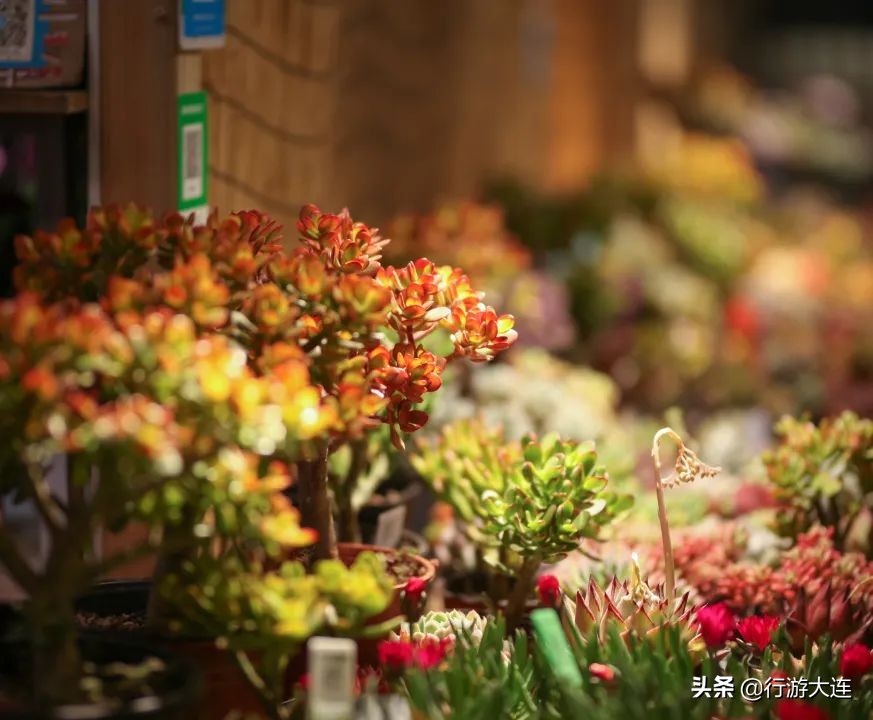 大连花市哪里最好玩,大连的花市有哪些