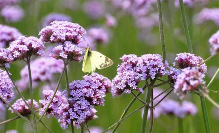 这种野马鞭草，在亚欧大陆均有分布，美似薰衣草，关注的人却不多