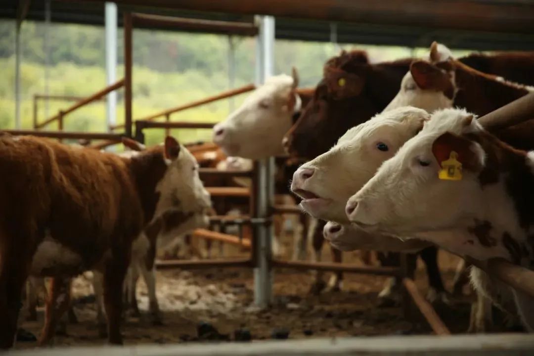 新余有什么产业,新余市农业八大主导产业