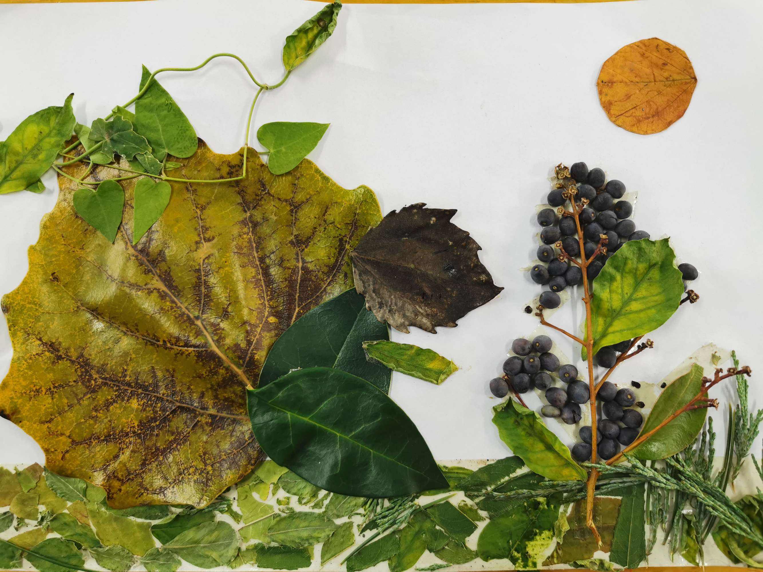 用落叶做一幅秋天的画,用水粉落叶做一幅秋天的画