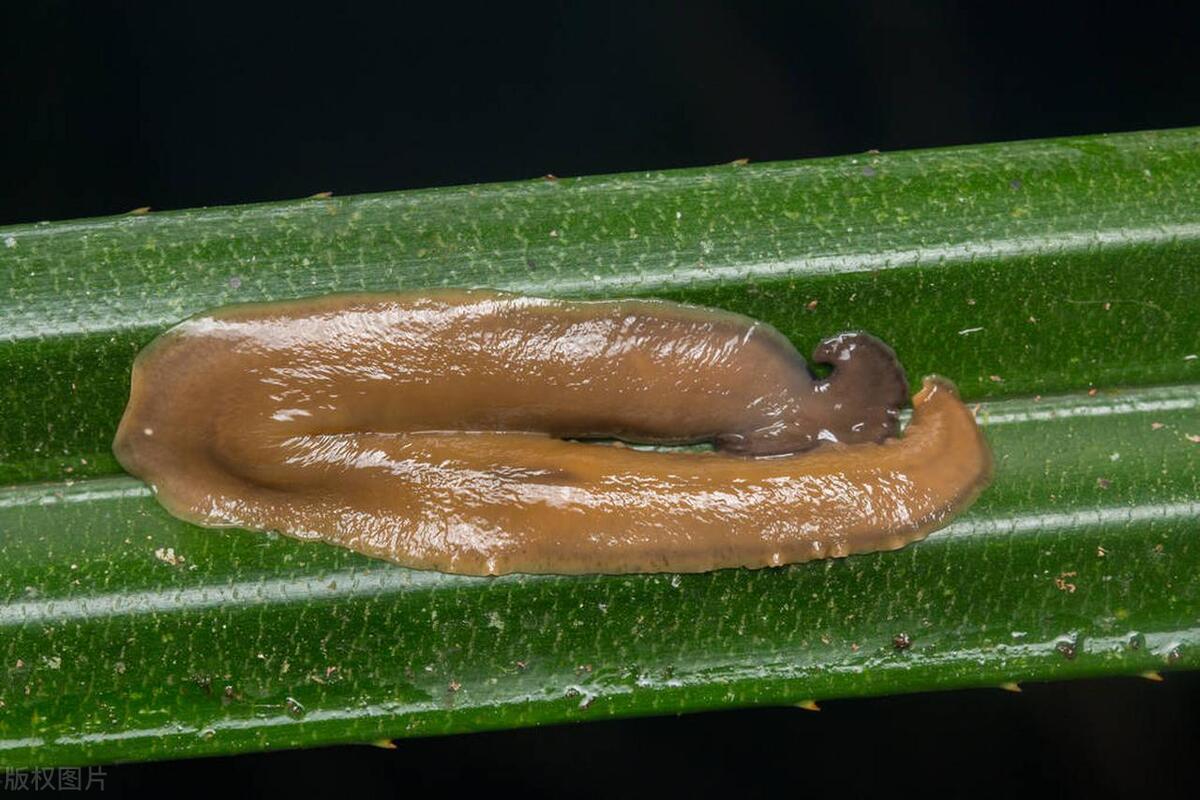 厨房鼻涕虫彻底铲除的办法,厨房鼻涕虫从哪里爬出来的