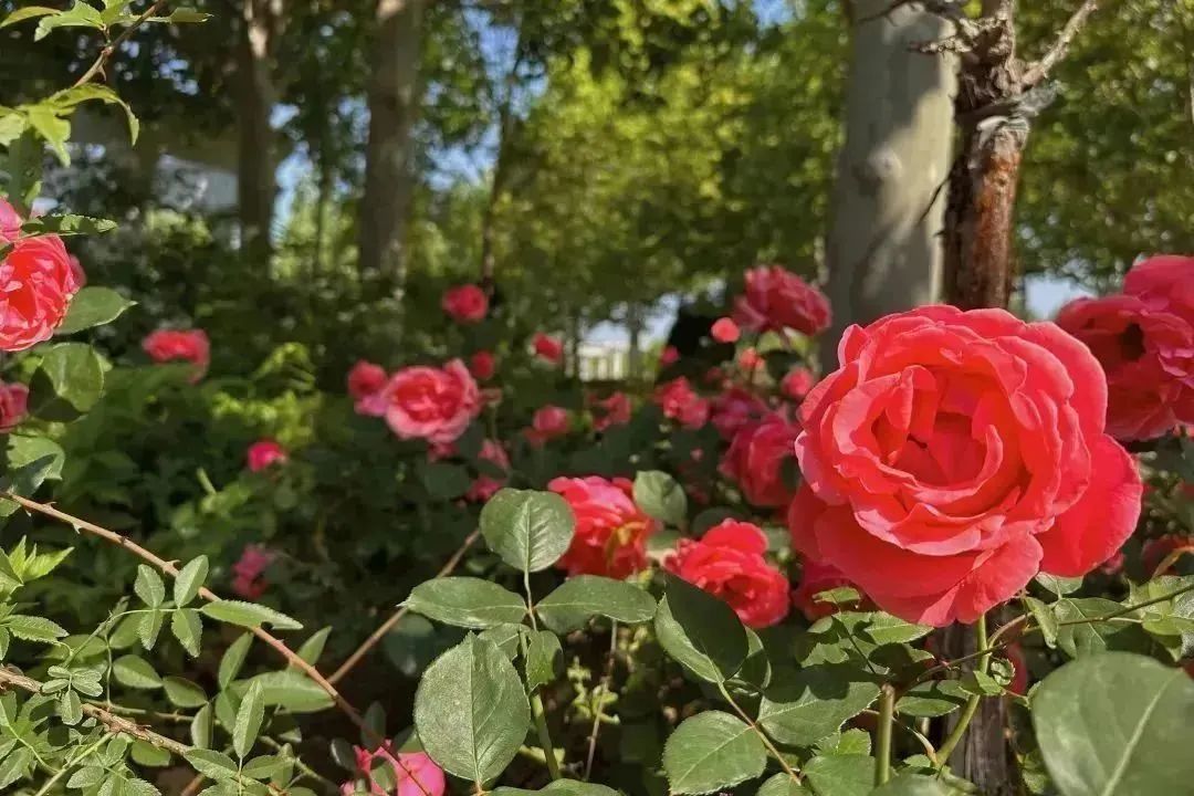 月季花开娇艳无比,月季花开得正烂漫