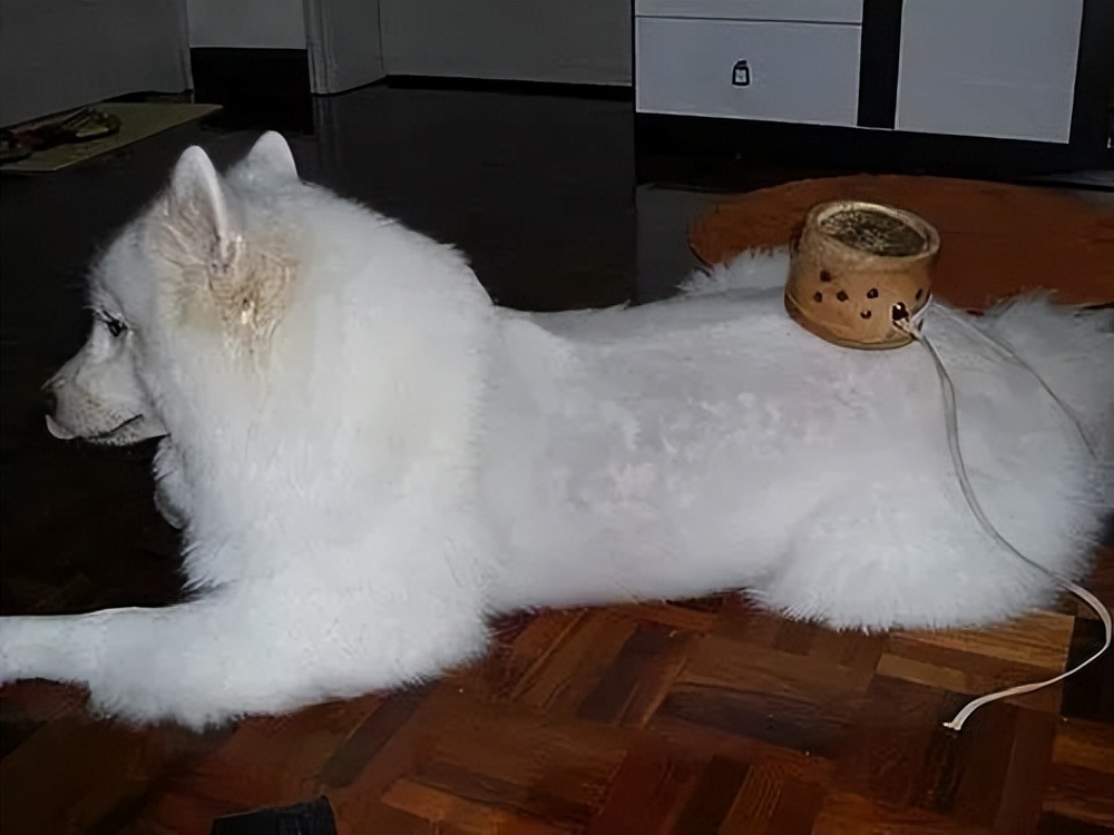 给狗做针灸的视频,带狗去针灸