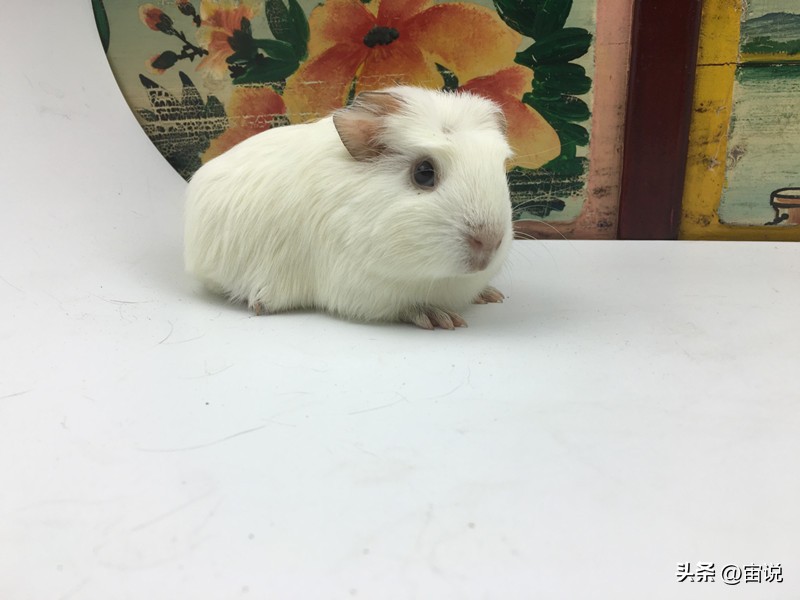 豚鼠的养殖前景,豚鼠的生活习性和生存环境