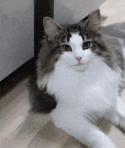 哪种猫比较温顺又好养,哪种猫最温柔最听话又好养