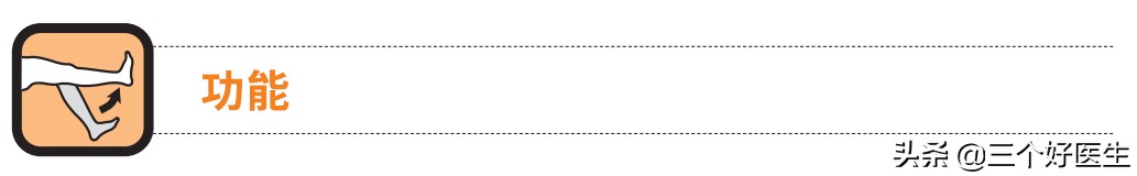 每日一肌,每日一肌背阔肌